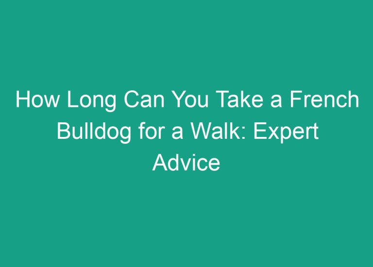 How Long Can You Take a French Bulldog for a Walk: Expert Advice