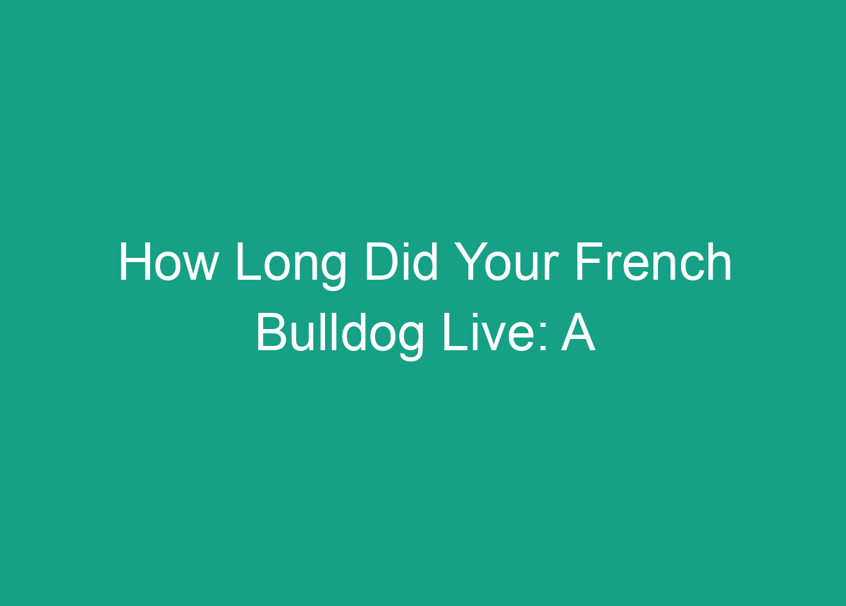 How Long Did Your French Bulldog Live: A Comprehensive Guide To