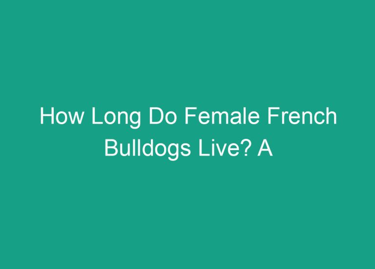 How Long Do Female French Bulldogs Live? A Comprehensive Guide