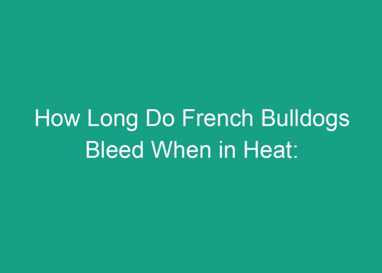 How Long Do French Bulldogs Bleed When in Heat: Expert Answers