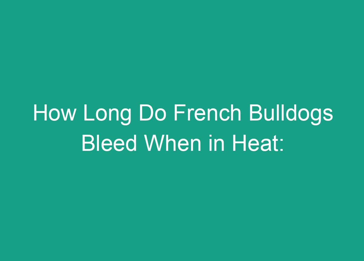 How Long Do French Bulldogs Bleed When In Heat Expert Answers how-long-do-french-bulldogs-bleed-when-in-heat-expert-answers