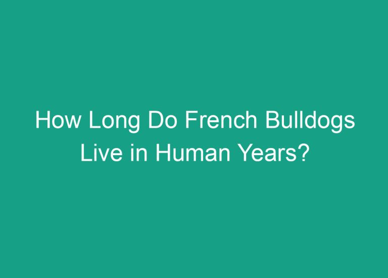 How Long Do French Bulldogs Live in Human Years? A Clear Answer