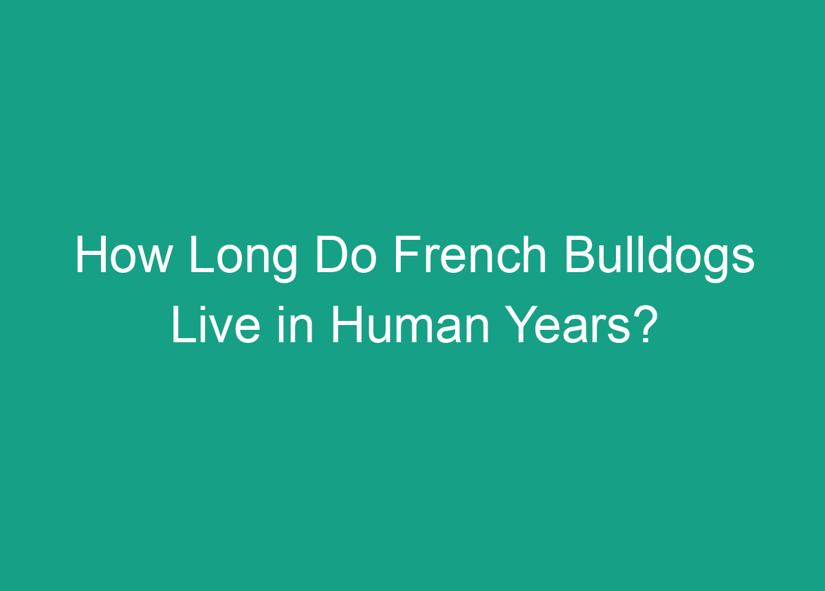 How Long Do French Bulldogs Live In Human Years? A Clear Answer