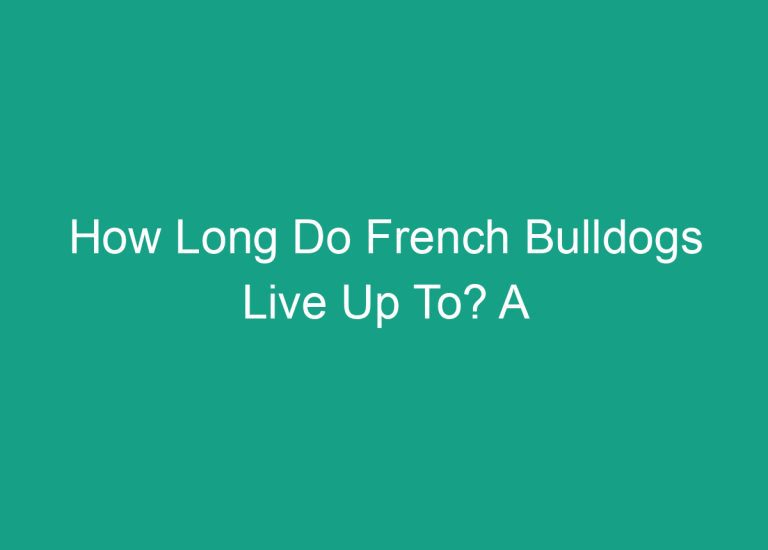 How Long Do French Bulldogs Live Up To? A Comprehensive Guide to Their Lifespan