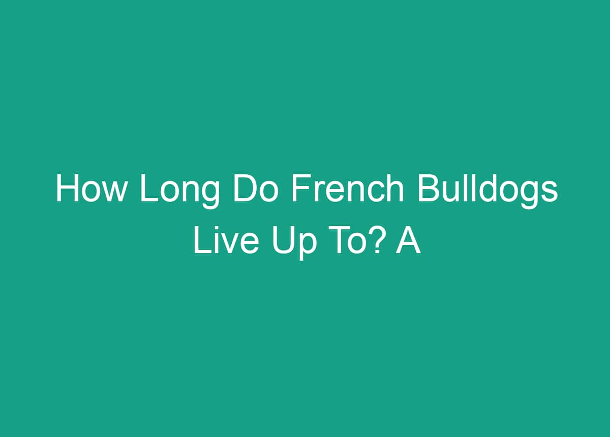 How Long Do French Bulldogs Live Up To? A Comprehensive Guide To Their ...