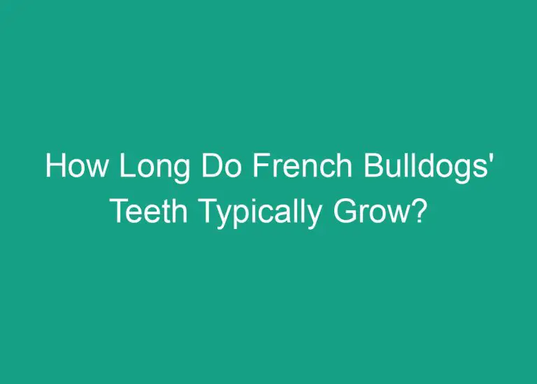 How Long Do French Bulldogs’ Teeth Typically Grow?