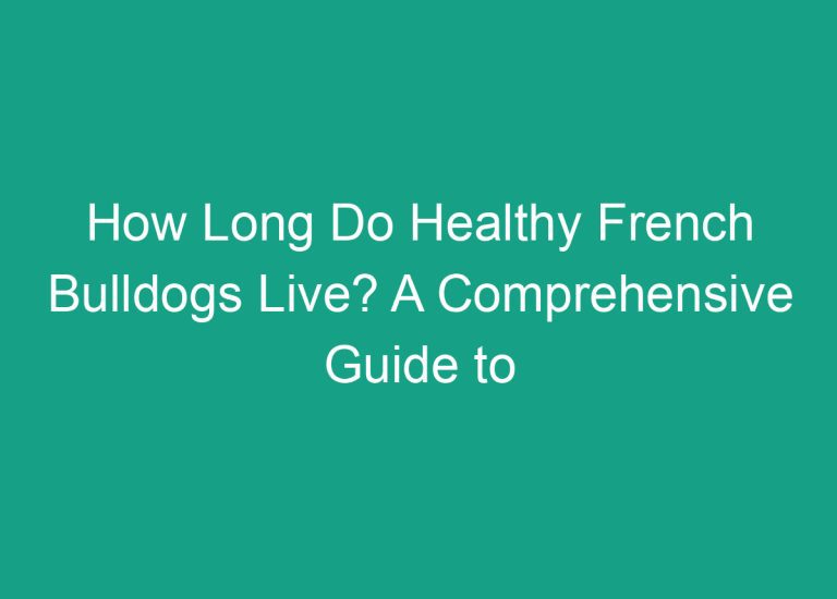 How Long Do Healthy French Bulldogs Live? A Comprehensive Guide to Their Lifespan