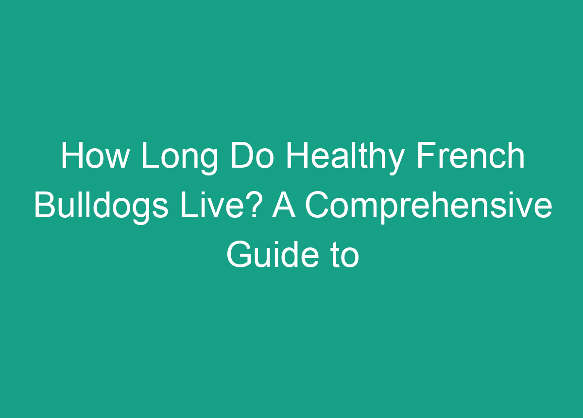 How Long Do Healthy French Bulldogs Live? A Comprehensive Guide To