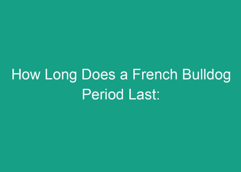 How Long Does a French Bulldog Period Last: Understanding the Duration of Your Frenchie’s Heat Cycle