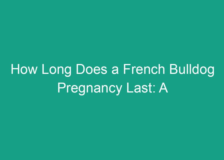 How Long Does a French Bulldog Pregnancy Last: A Comprehensive Guide