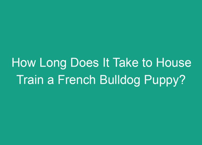 How Long Does It Take to House Train a French Bulldog Puppy?