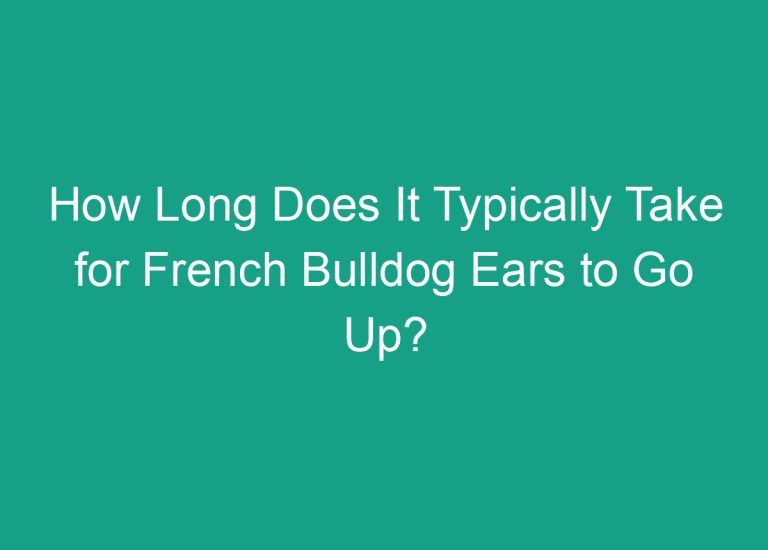How Long Does It Typically Take for French Bulldog Ears to Go Up?
