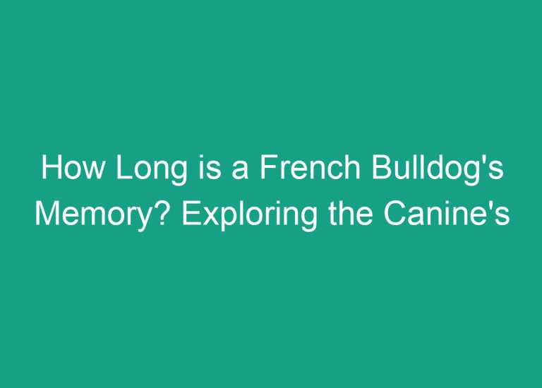How Long is a French Bulldog’s Memory? Exploring the Canine’s Cognitive Abilities