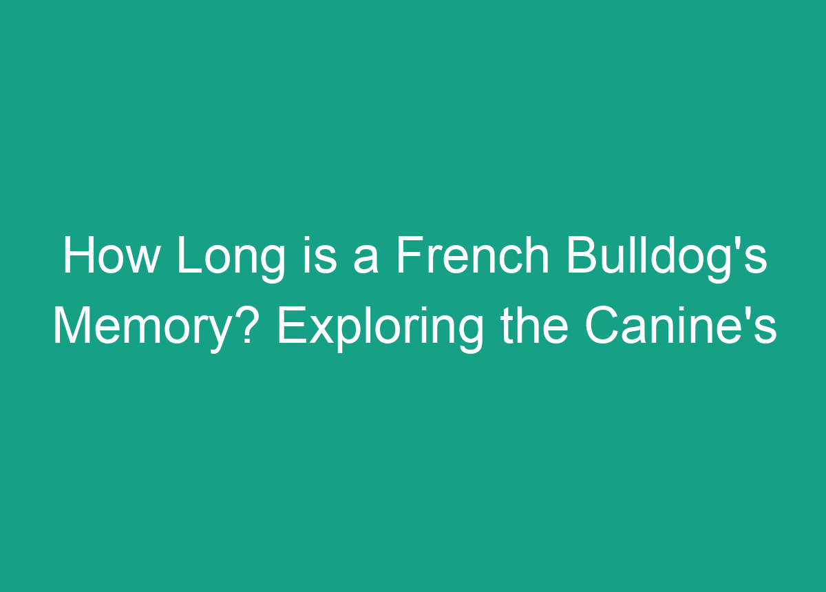 How Long Is A French Bulldog's Memory? Exploring The Canine's Cognitive Abilities