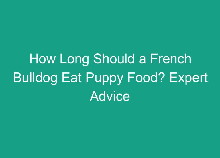 How Long Should a French Bulldog Eat Puppy Food? Expert Advice