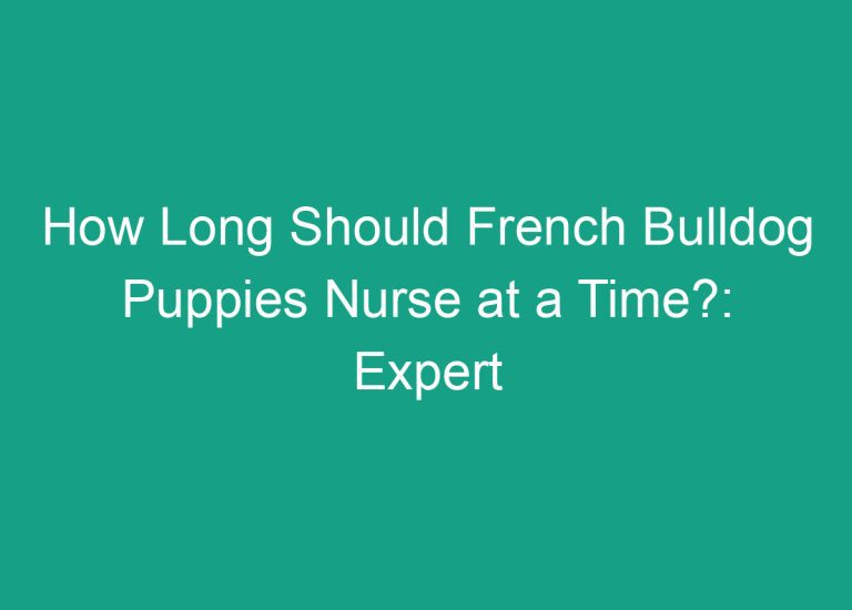 How Long Should French Bulldog Puppies Nurse at a Time?: Expert Recommendations