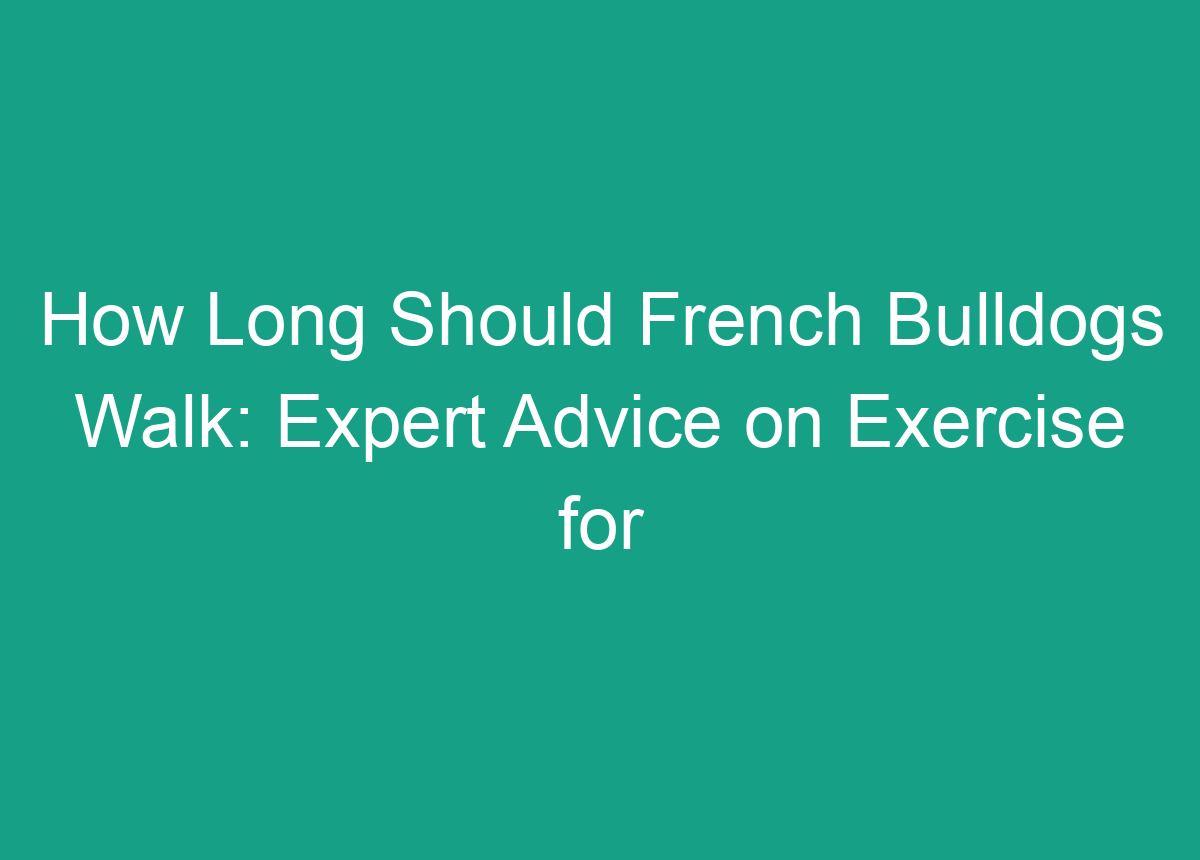 How Long Should French Bulldogs Walk Expert Advice On Exercise For Frenchie Dogs