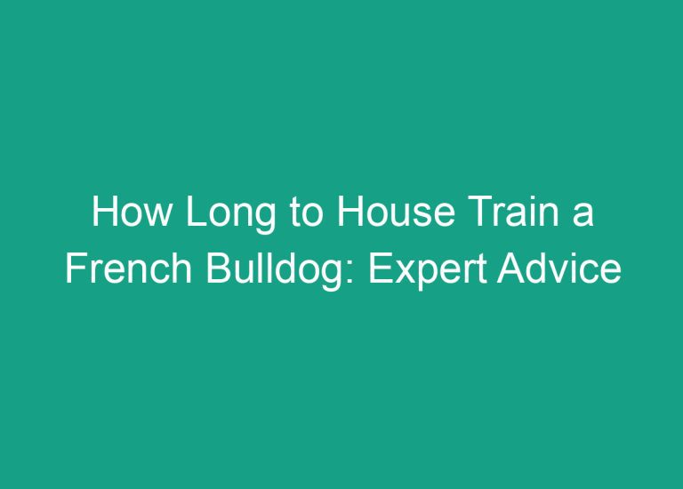 How Long to House Train a French Bulldog: Expert Advice
