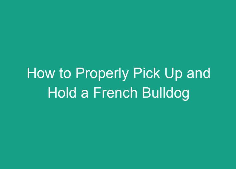 How to Properly Pick Up and Hold a French Bulldog