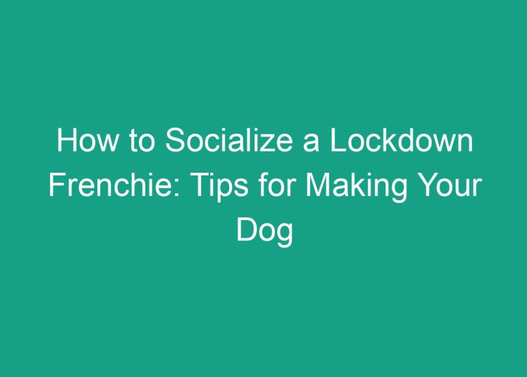 How to Socialize a Lockdown Frenchie: Tips for Making Your Dog Comfortable in Public