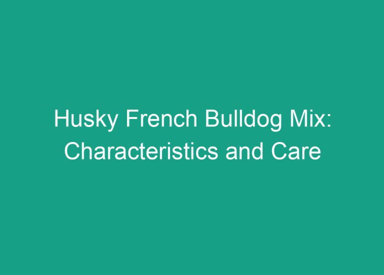 Husky French Bulldog Mix: Characteristics and Care