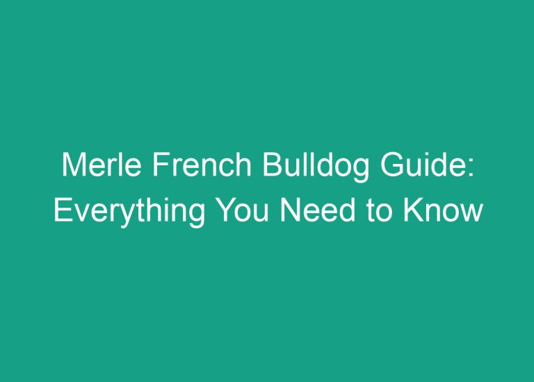 Merle French Bulldog Guide: Everything You Need to Know