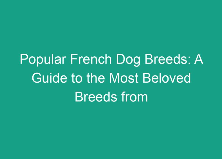 Popular French Dog Breeds: A Guide to the Most Beloved Breeds from France