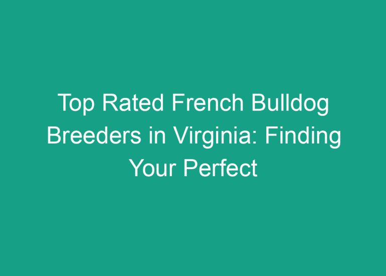 Top Rated French Bulldog Breeders in Virginia: Finding Your Perfect Furry Companion