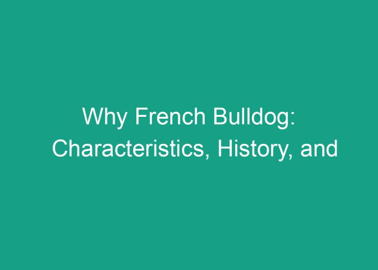 Why French Bulldog: Characteristics, History, and Care