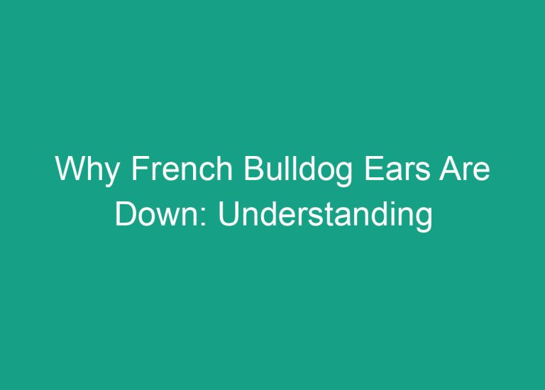 Why French Bulldog Ears Are Down: Understanding the Genetics and Health Implications