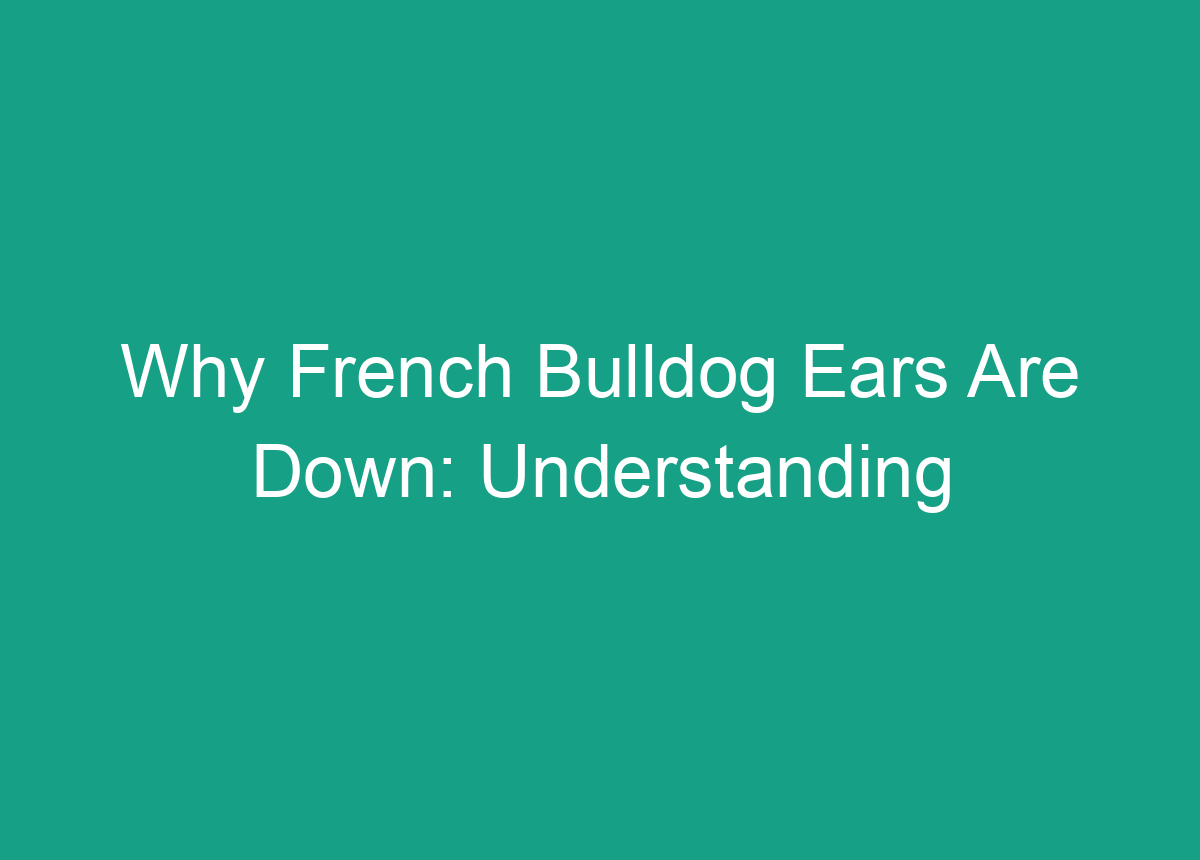 Why French Bulldog Ears Are Down: Understanding The Genetics And Health