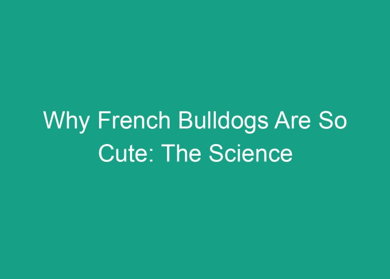 Why French Bulldogs Are So Cute: The Science Behind Their Adorable Appearance