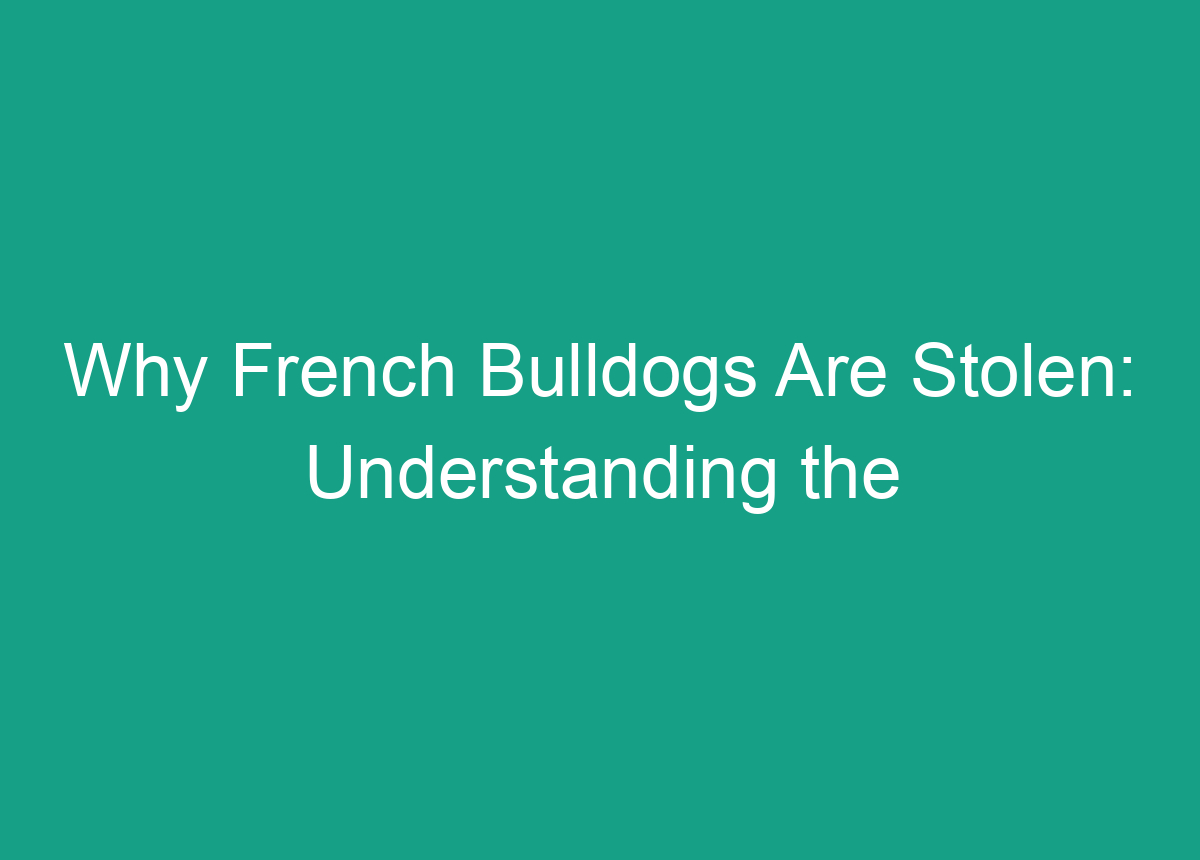 Why French Bulldogs Are Stolen: Understanding The Reasons Behind The ...