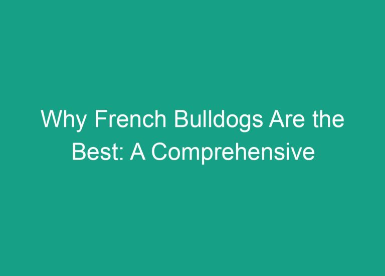 Why French Bulldogs Are the Best: A Comprehensive Analysis