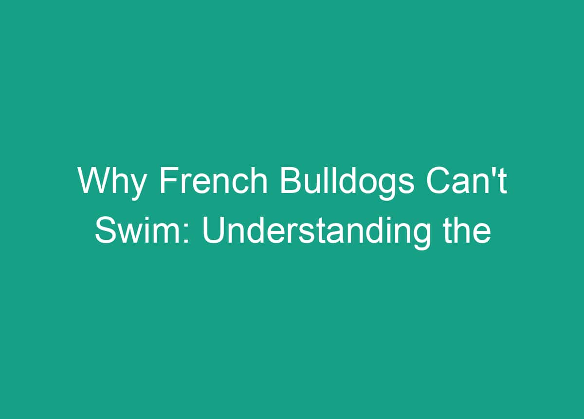 Why French Bulldogs Can't Swim Understanding The Physical Limitations