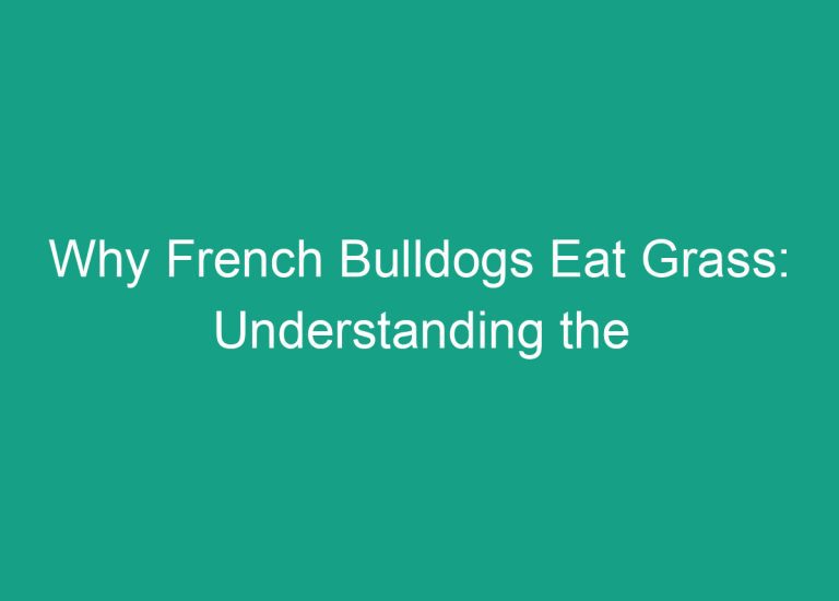 Why French Bulldogs Eat Grass: Understanding the Reasons Behind This Behavior