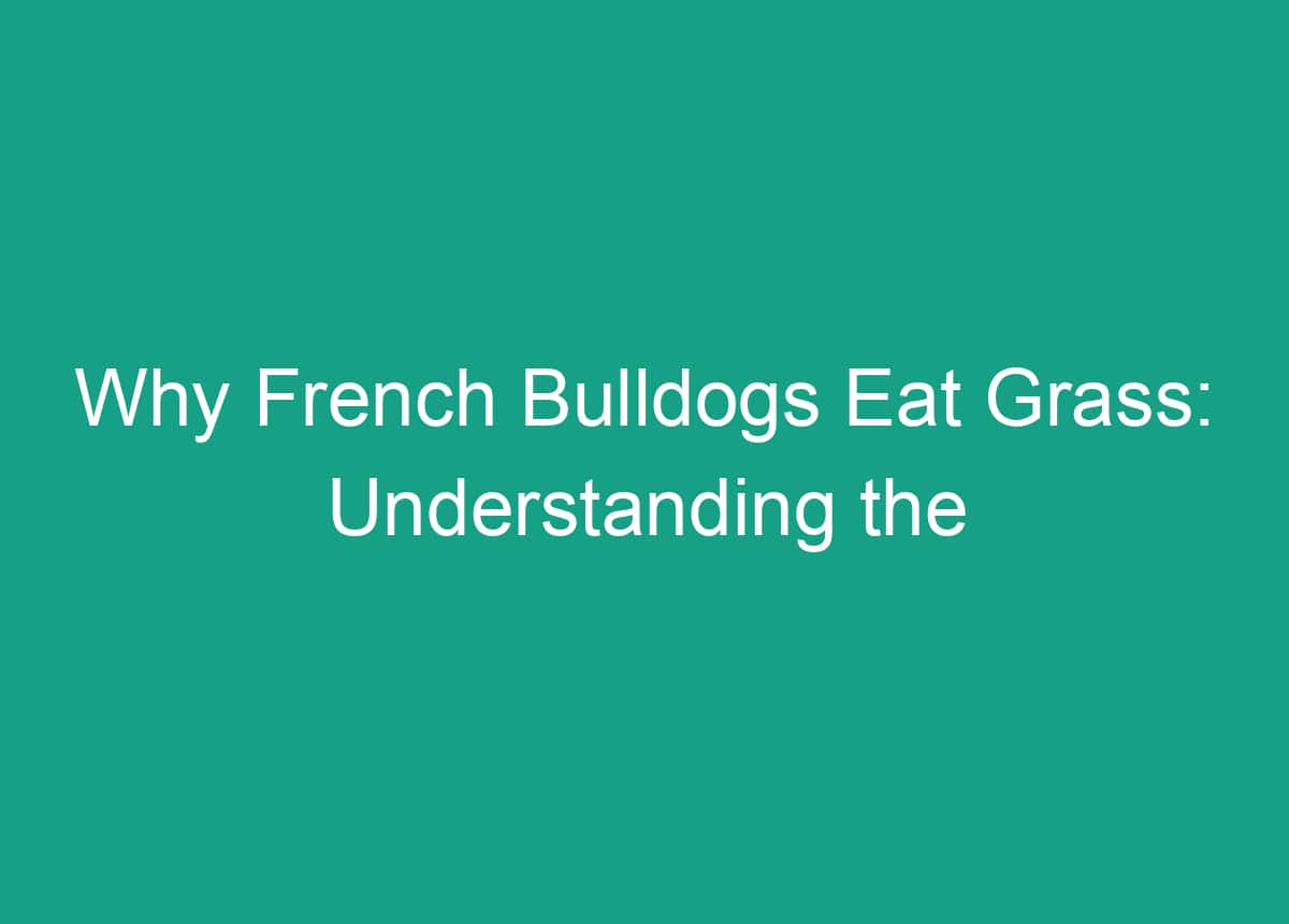 Why French Bulldogs Eat Grass: Understanding The Reasons Behind This ... - Finding Reasons Eat The Grass