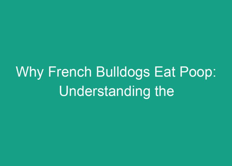 Why French Bulldogs Eat Poop: Understanding the Possible Reasons