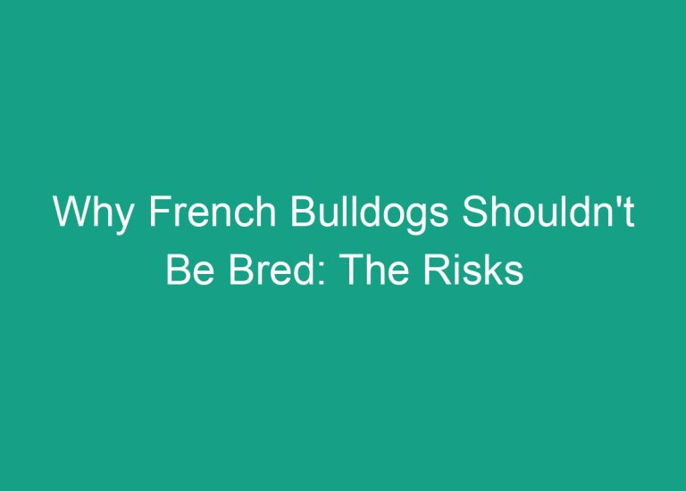 Why French Bulldogs Shouldn’t Be Bred: The Risks and Consequences