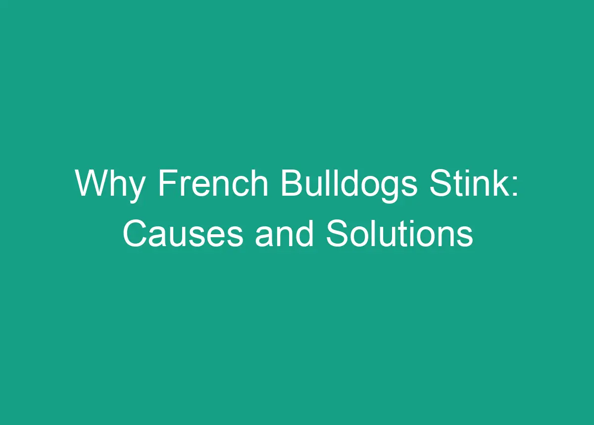 Why French Bulldogs Stink: Causes And Solutions