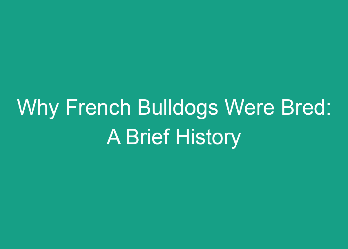 Why French Bulldogs Were Bred A Brief History