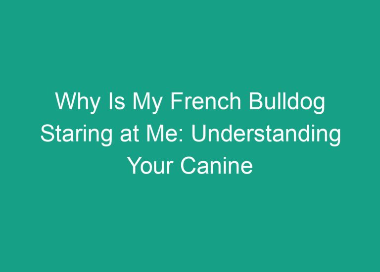 Why Is My French Bulldog Staring at Me: Understanding Your Canine Companion’s Behavior