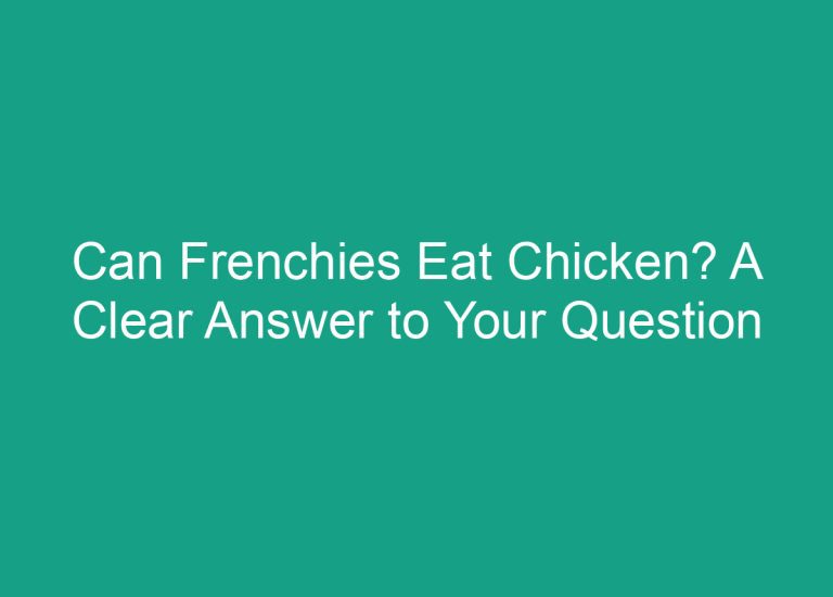 Can Frenchies Eat Chicken? A Clear Answer to Your Question
