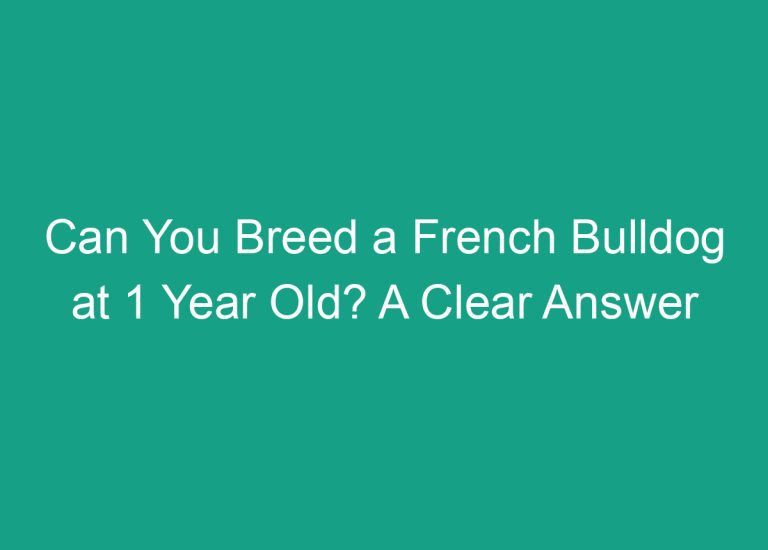 Can You Breed a French Bulldog at 1 Year Old? A Clear Answer
