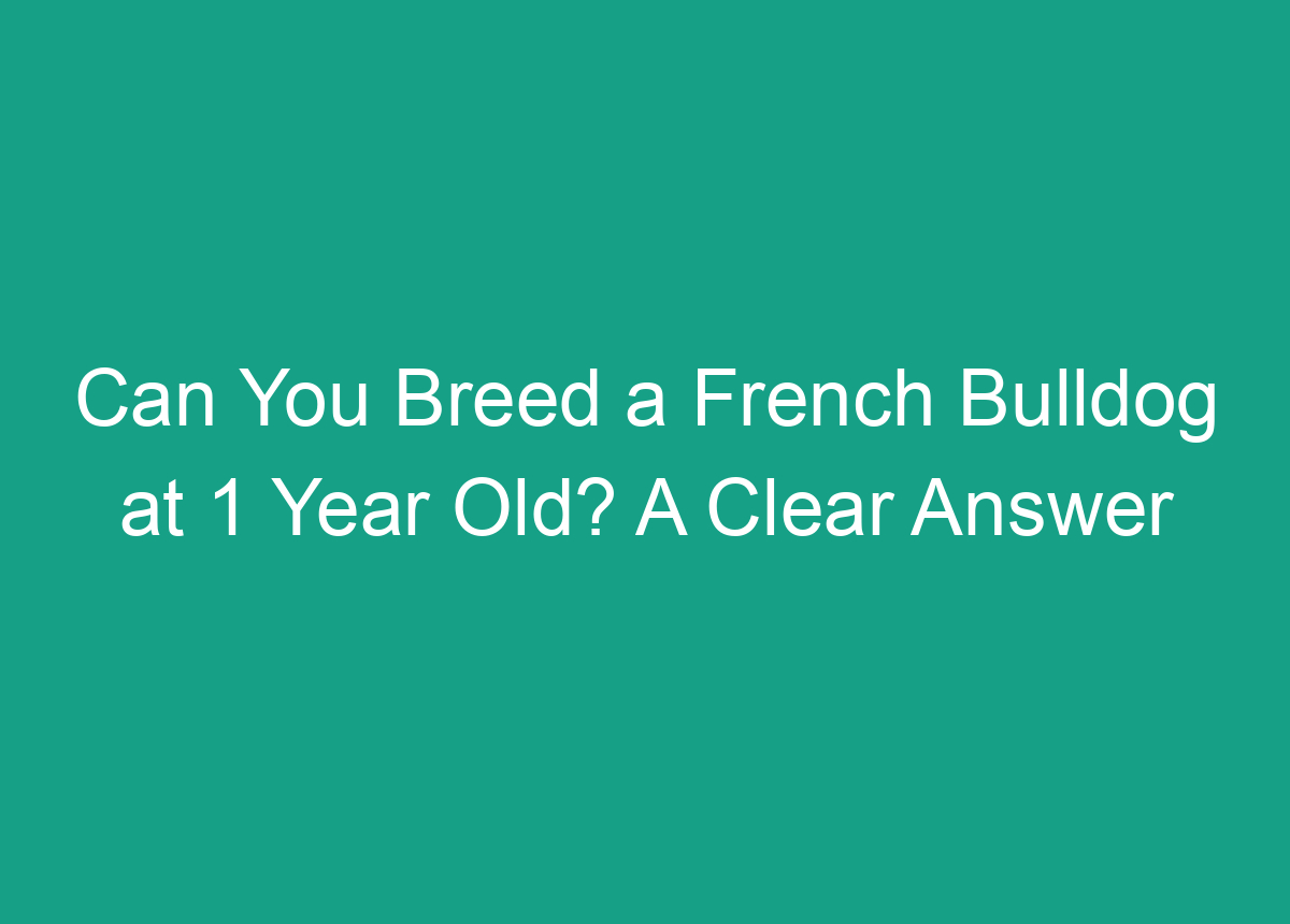 can-you-breed-a-french-bulldog-at-1-year-old-a-clear-answer