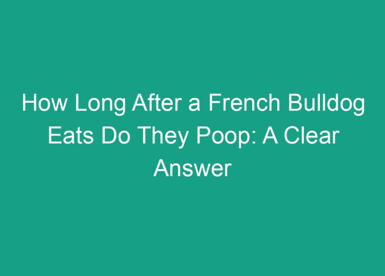 How Long After a French Bulldog Eats Do They Poop: A Clear Answer