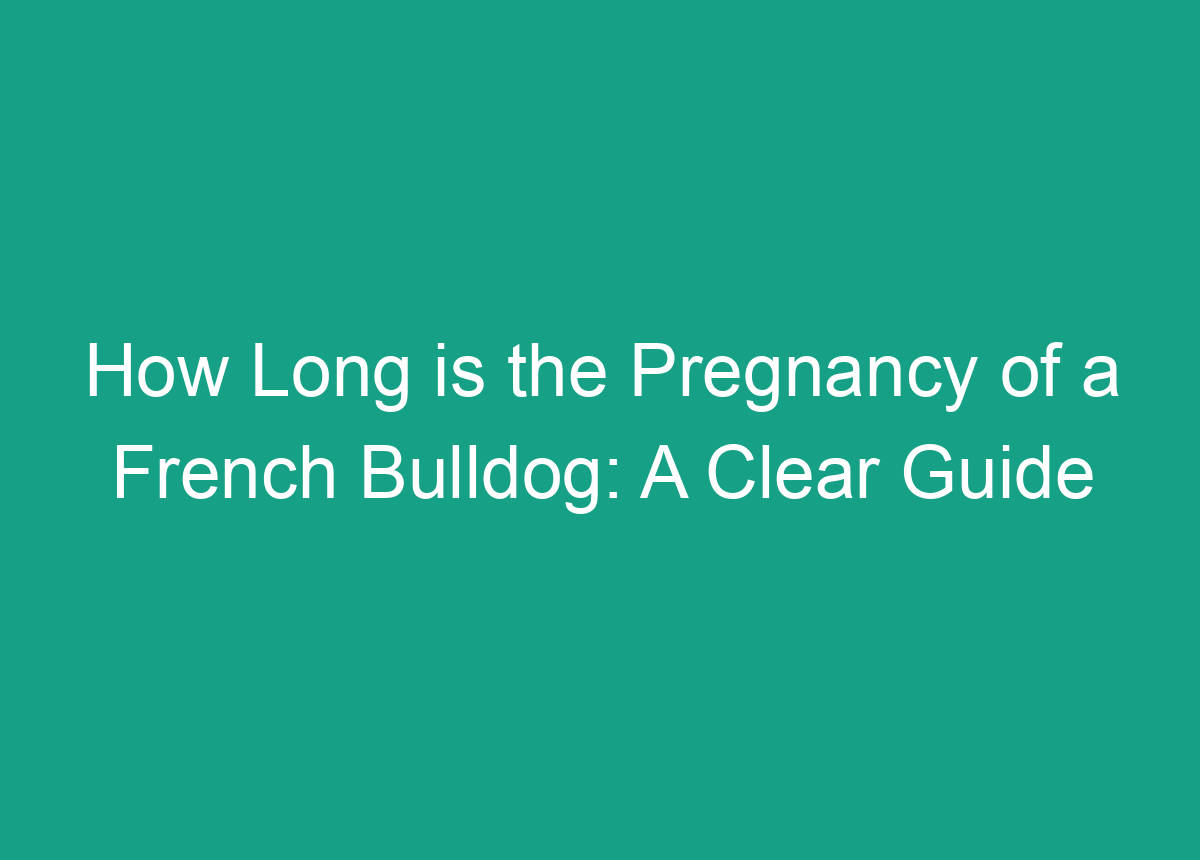 How Long Is The Pregnancy Of A French Bulldog: A Clear Guide