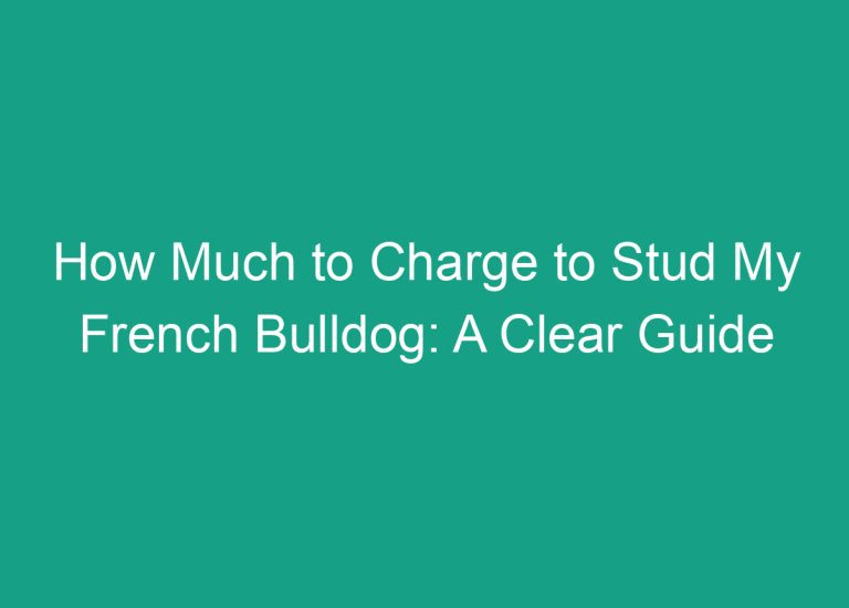 How Much to Charge to Stud My French Bulldog: A Clear Guide