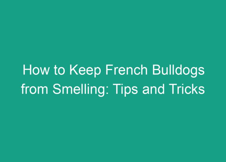How to Keep French Bulldogs from Smelling: Tips and Tricks