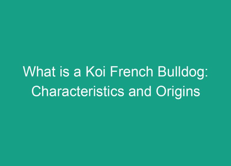 What is a Koi French Bulldog: Characteristics and Origins